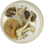 African Cubensis (Panaeolus africanus) | Shrooms For Sale Canada