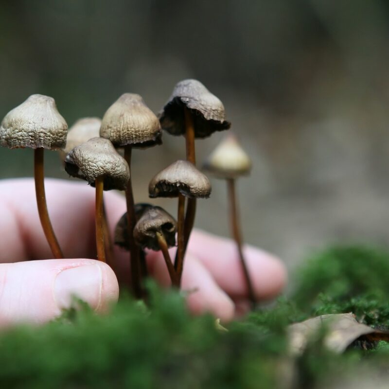 Guide to Magic Mushrooms | Shrooms For Sale Canada