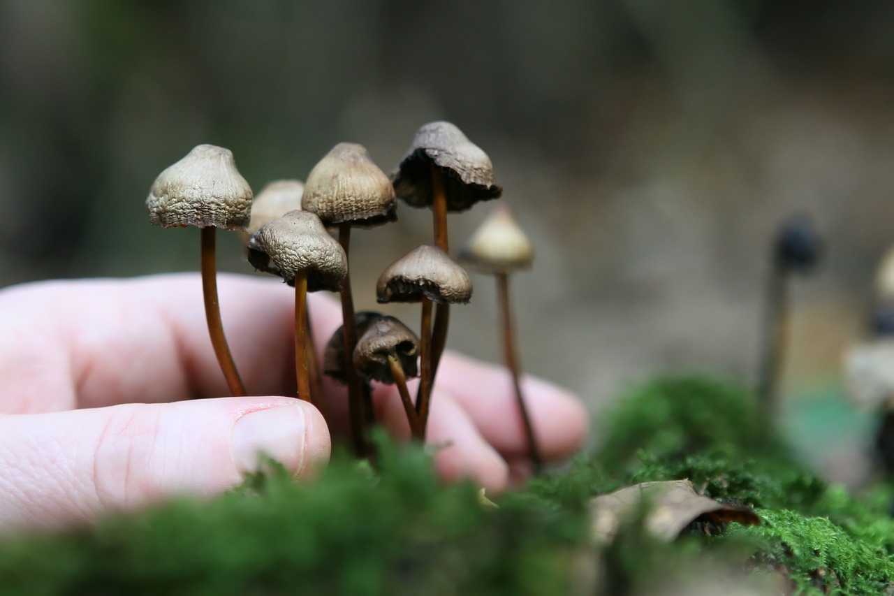 The Magic of Cultivating Mycelium from Magic Mushrooms