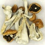 Creeper | Shrooms For Sale Canada