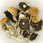 Penis Envy Cubensis | Shrooms For Sale Canada