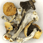 Thai Elephant | Shrooms For Sale Canada