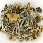 Daddy Long Legs | Shrooms For Sale Canada