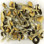 Puerto Rican | Shrooms For Sale Canada