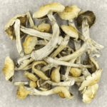 Blue Magnolia Rust | Shrooms For Sale Canada