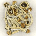 Texas Yellow Cap | Shrooms For Sale Canada