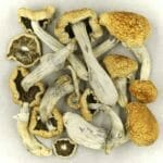 Vietnamese | Shrooms For Sale Canada