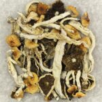 Cuban | Shrooms For Sale Canada
