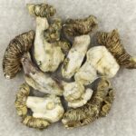 White Burma | Shrooms For Sale Canada
