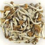 Florida White | Shrooms For Sale Canada