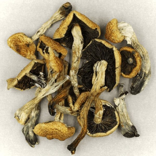 Malabar | Shrooms For Sale Canada