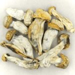 Melmac | Shrooms For Sale Canada