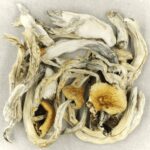 Treasure Coast | Shrooms For Sale Canada