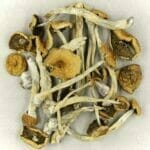 Mexicana | Shrooms For Sale Canada