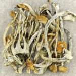 Amazonian Cubensis | Shrooms For Sale Canada