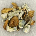 King Kong | Shrooms For Sale Canada