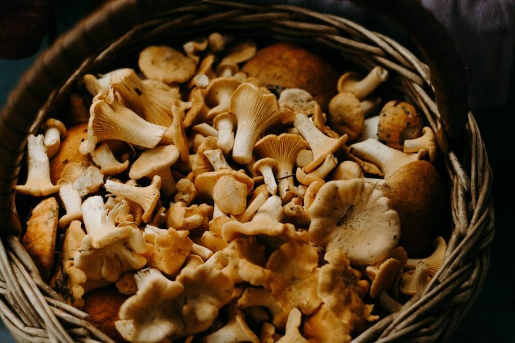 How to Store Shrooms Properly Buy shrooms online Shrooms For Sale Canada