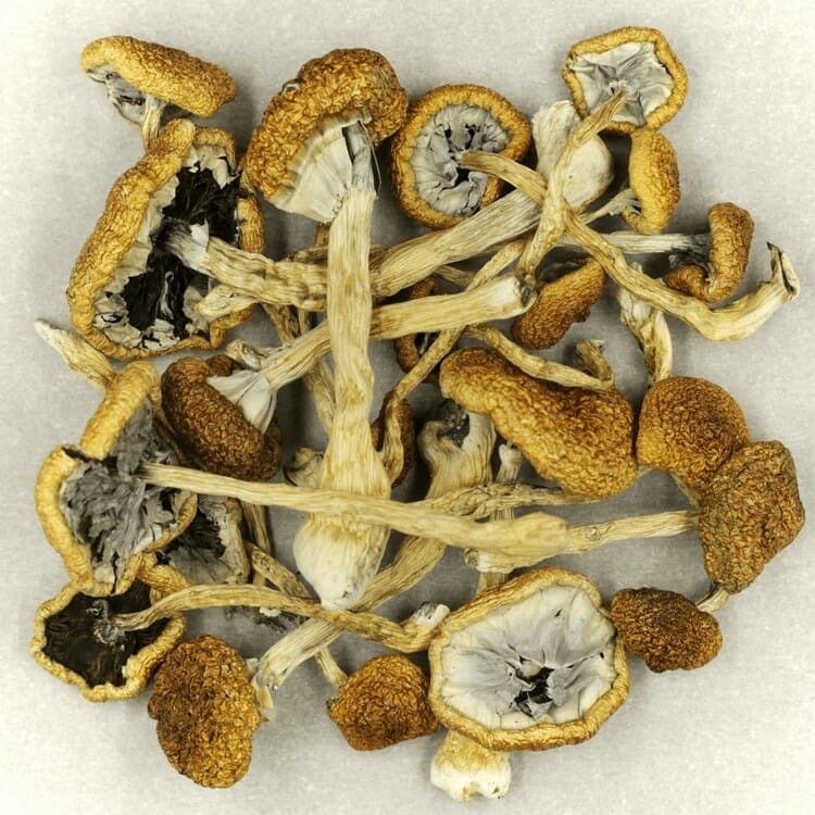 Affordable Mush Cambodian Mush Cambodian at Shrooms For Sale Canada