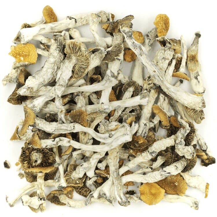 What are the Best Shrooms Online? Mush Golden Teacher at Shrooms For Sale Canada