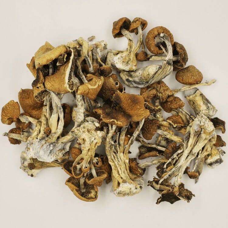 A New Trend In Wellness Is Psilocybe Cubensis And Microdosing Psilocybe Cubensis at Shrooms For Sale Canada