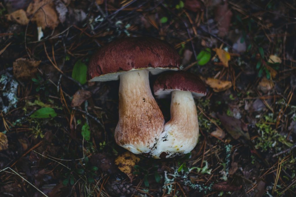 Looking for High-Quality Magic Mushrooms? Choose Shrooms For Sale Canada Amazonian Cubensis at Shrooms For Sale Canada