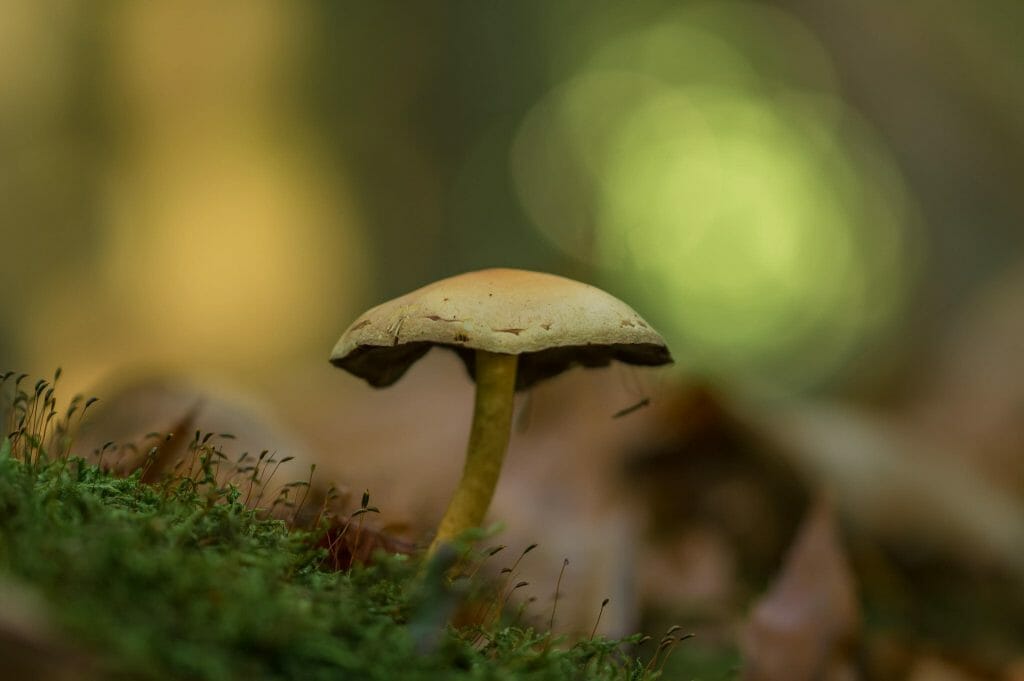 Sourcing High-Quality Magic Mushrooms psilocybe cubensis at Shrooms For Sale Canada