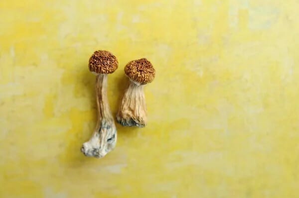 Lemon Tek at Zoomies Canada | Shrooms For Sale Canada