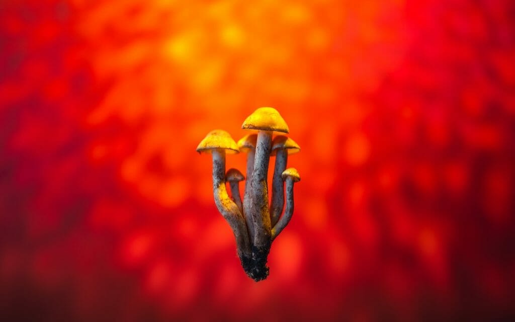 Exploring the Psychedelic Potential of LSD Edibles lsd edibles