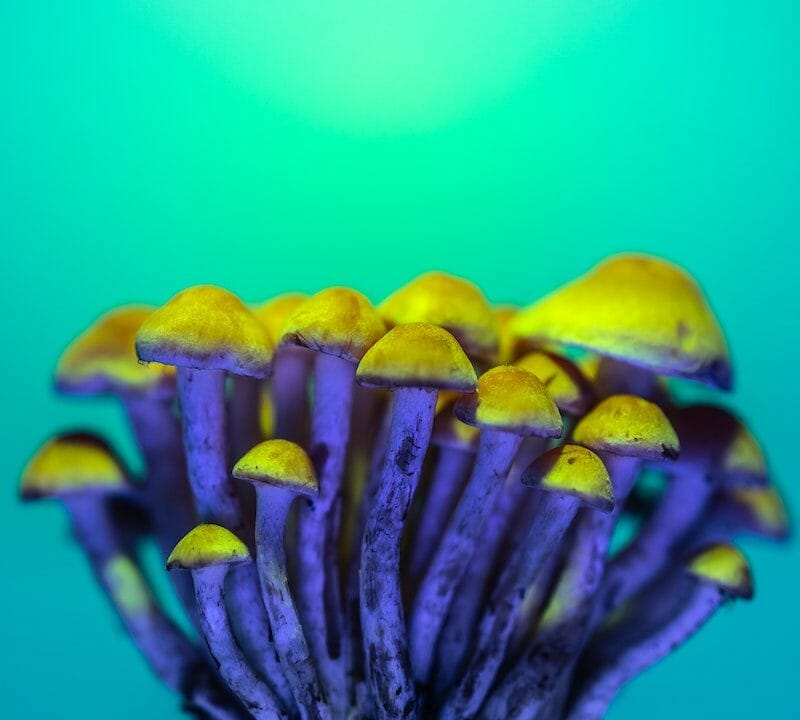 LSD Edibles | Shrooms For Sale Canada