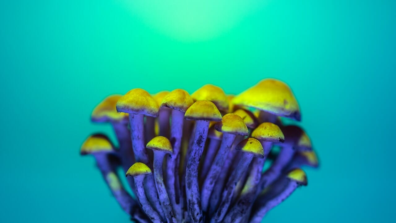 Exploring the Psychedelic Potential of LSD Infused Edibles: A Study in Psychedelic Chemistry