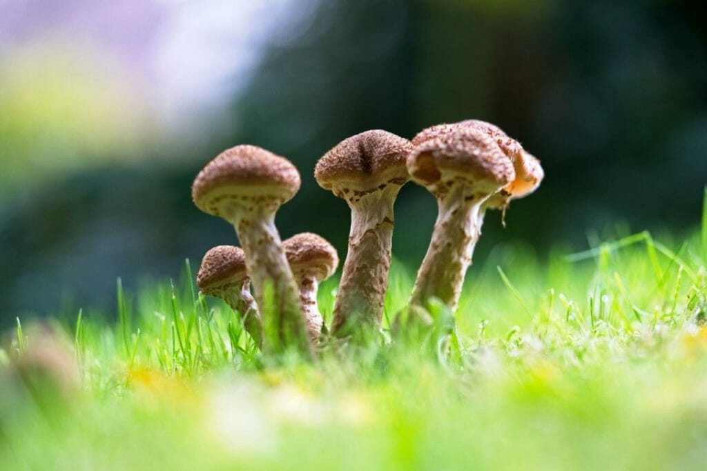 Reasons to Choose a Mushroom Dispensary? Mushroom Dispensary