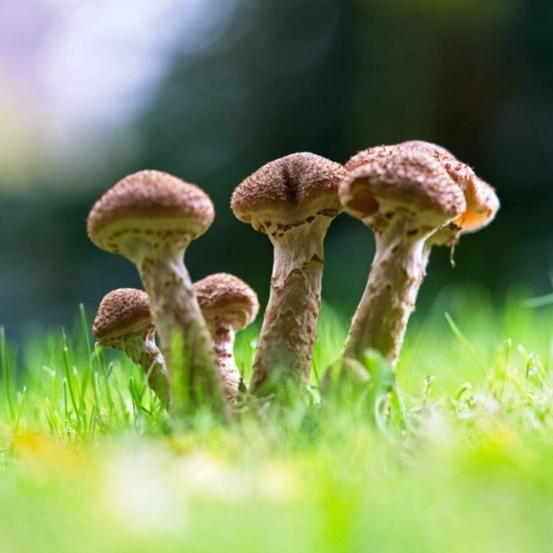 Mushroom Dispensary | Shrooms For Sale Canada