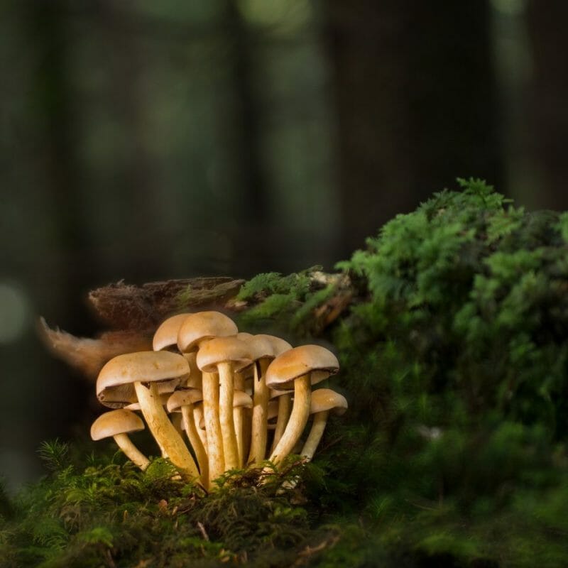 Strongest Mushroom Strains | Shrooms For Sale Canada