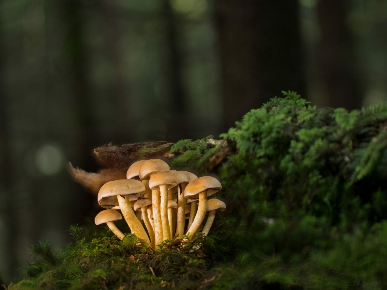 Ranking of the Most Potent Magic Mushrooms