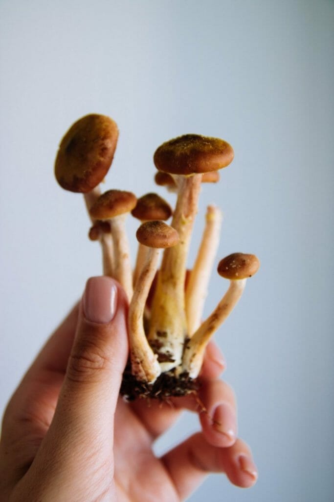 The Many Benefits of Magic Mushrooms Beyond Physical Health Mushroom dispensary benefits