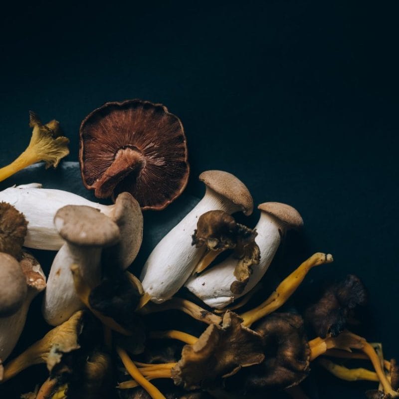 Dried Shrooms | Shrooms For Sale Canada