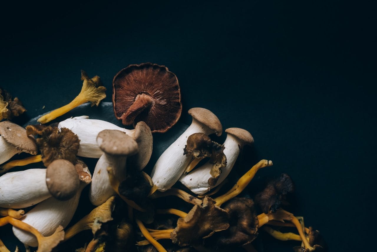 Studies Indicate that Dried Psychedelic Mushrooms Trigger a ‘Lucid Dream’ Like Experience