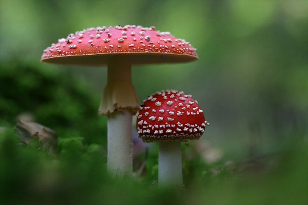 Variety of Shroom Products From Magic Mushroom Dispensary Magic Mushroom Dispensary