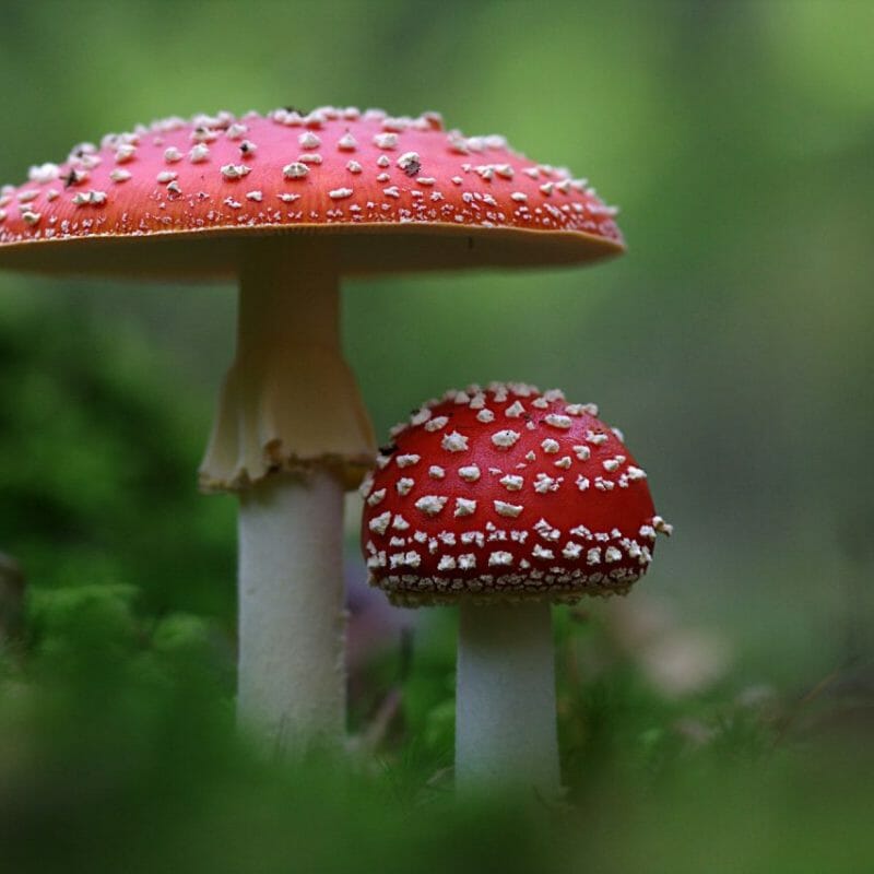 Magic Mushrooms Canada | Shrooms For Sale Canada