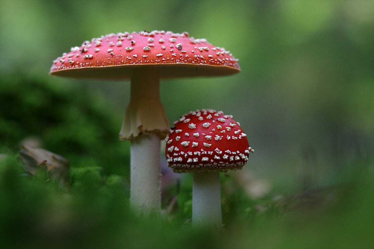 The Emergence of Magic Mushrooms in Canada: Best Varieties to Experience