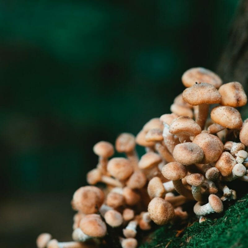 Mushroom Dispensary - Zoomies | Shrooms For Sale Canada