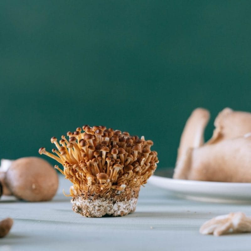 Buy Magic Mushroom | Shrooms For Sale Canada