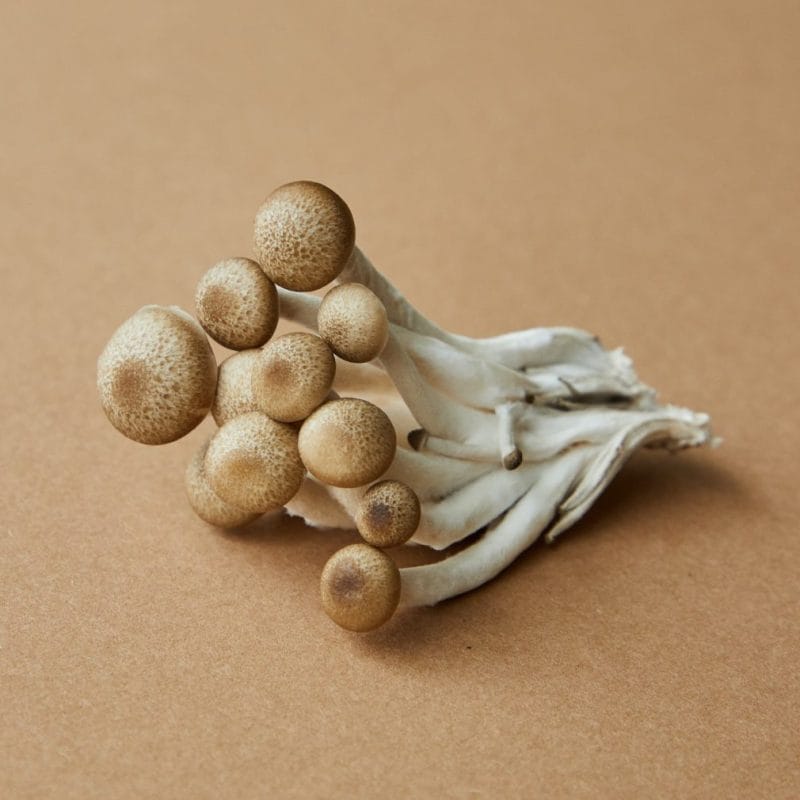 strongest mushroom strain | Shrooms For Sale Canada