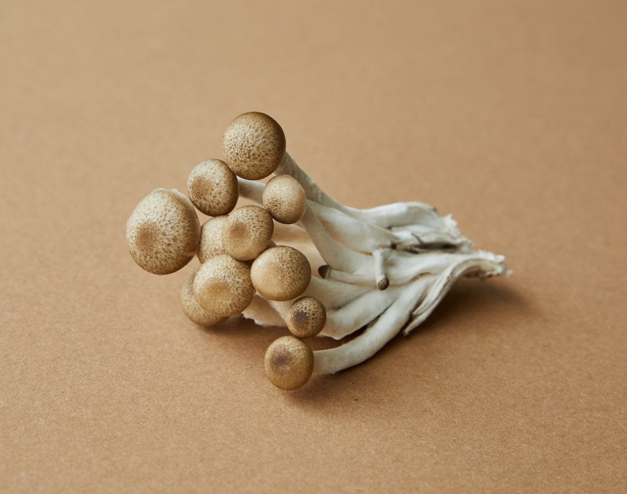 Investigating Penis Envy: An In-depth Examination of the Most Potent Mushroom Strain