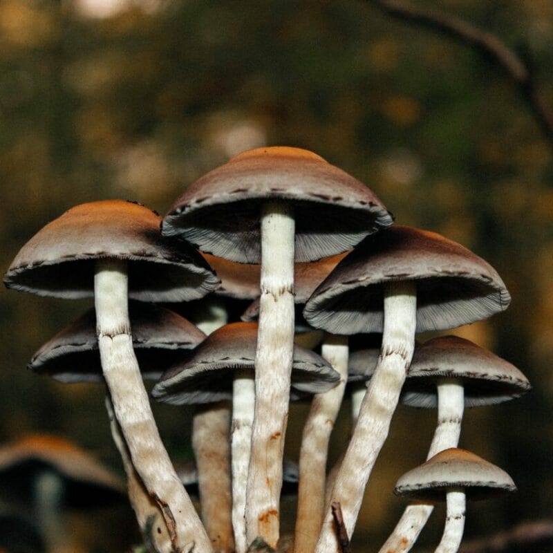 Microdose Mushrooms | Shrooms For Sale Canada