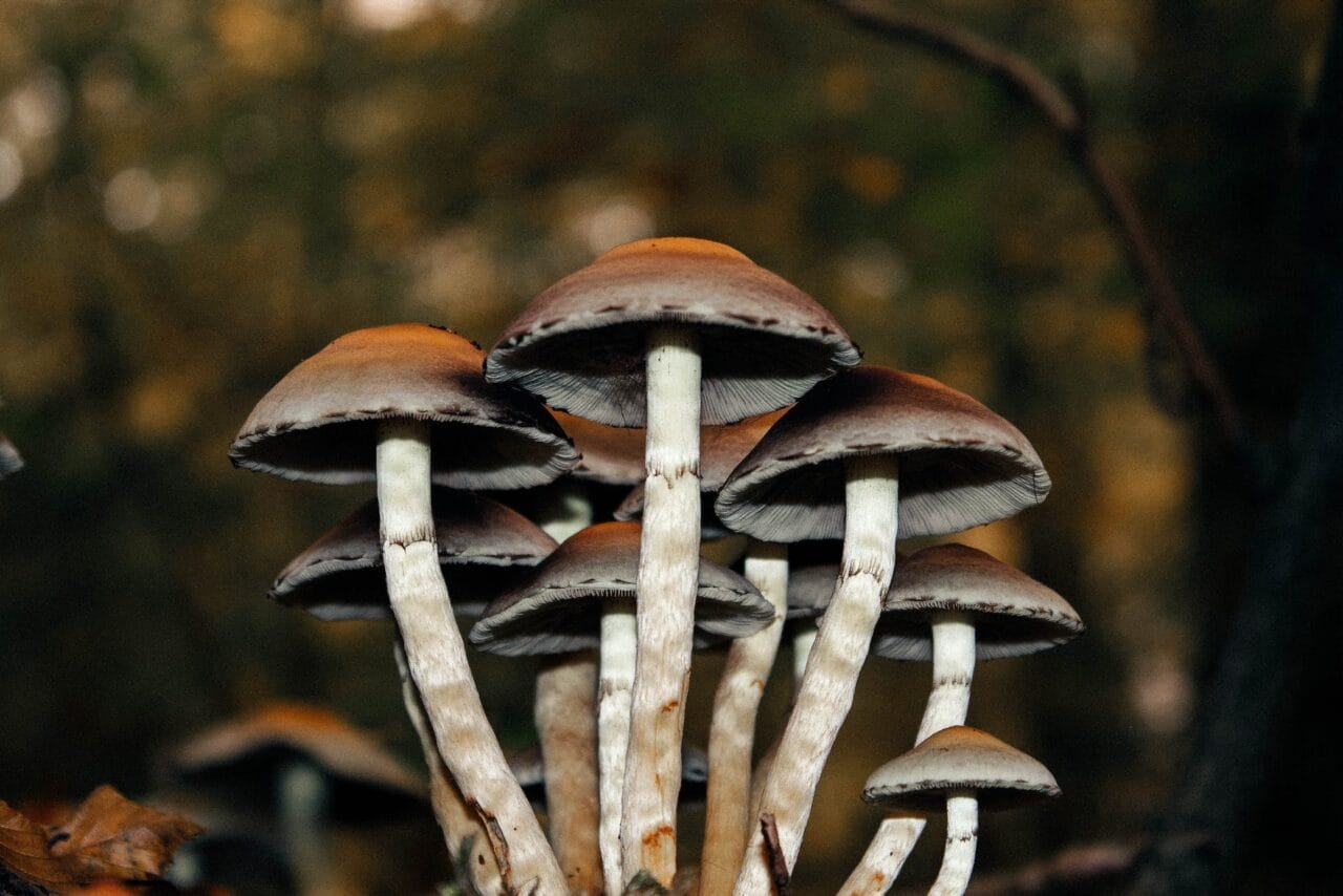 A Collection of Cases Highlighting the Use of Microdose Mushrooms in Alleviating Chronic Pain
