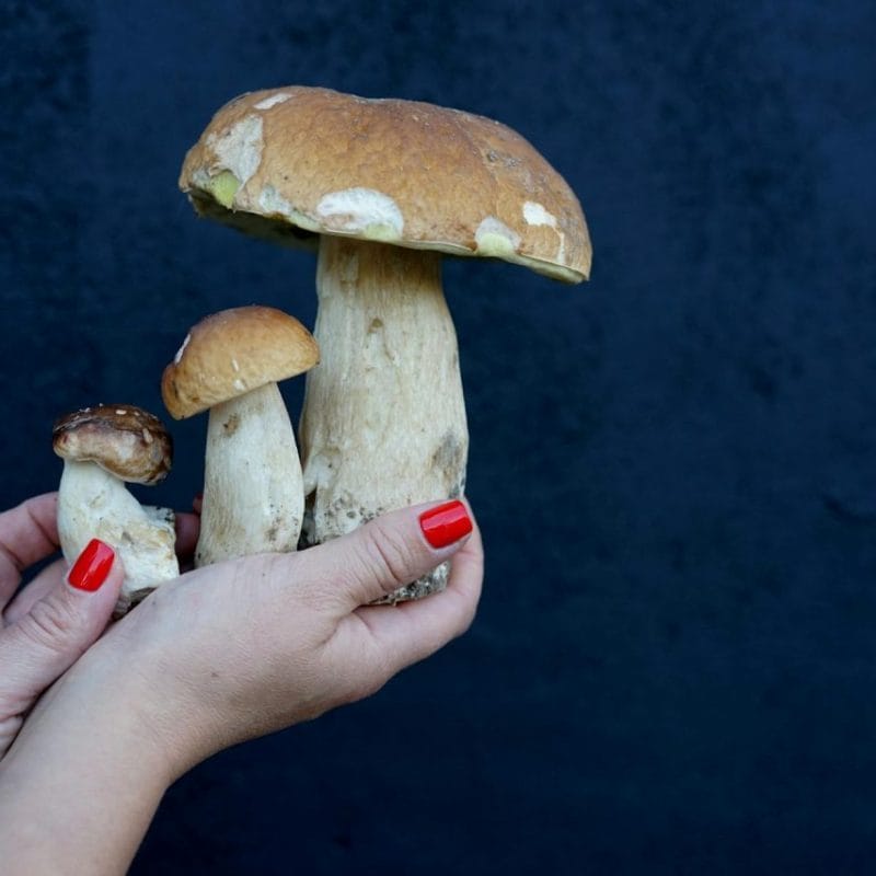 Shrooms Online | Shrooms For Sale Canada