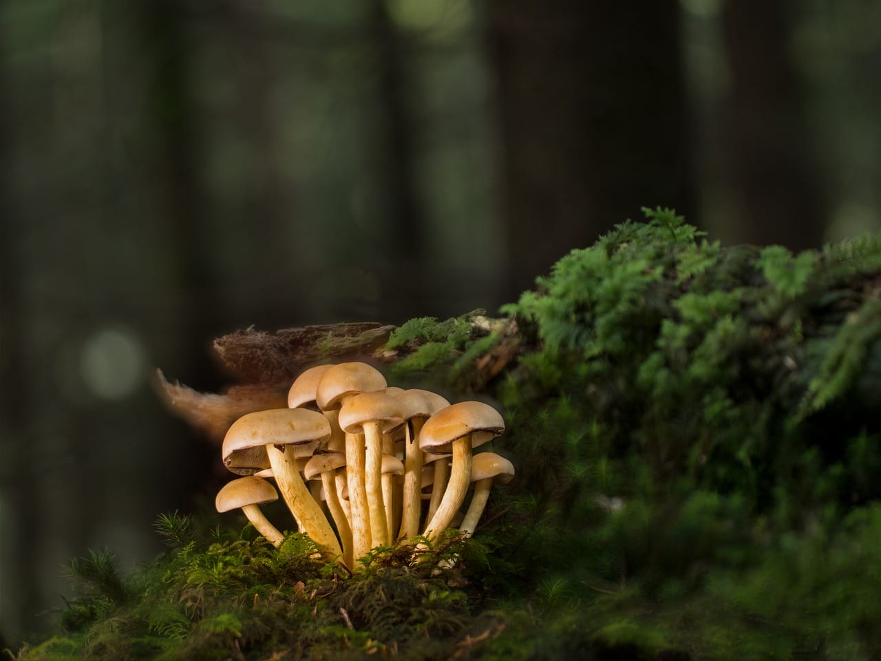 Purchase Mushrooms Online and Explore a Variety of Flavorful Shroom Choices