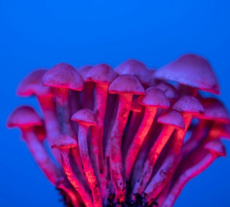 Shrooms Delivery in Canada | Shrooms For Sale Canada