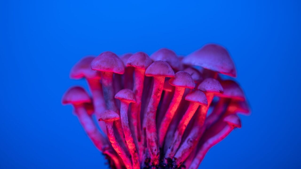 Delivering Shrooms for Cognitive Improvement: Uncovering the Advantages of Nootropics